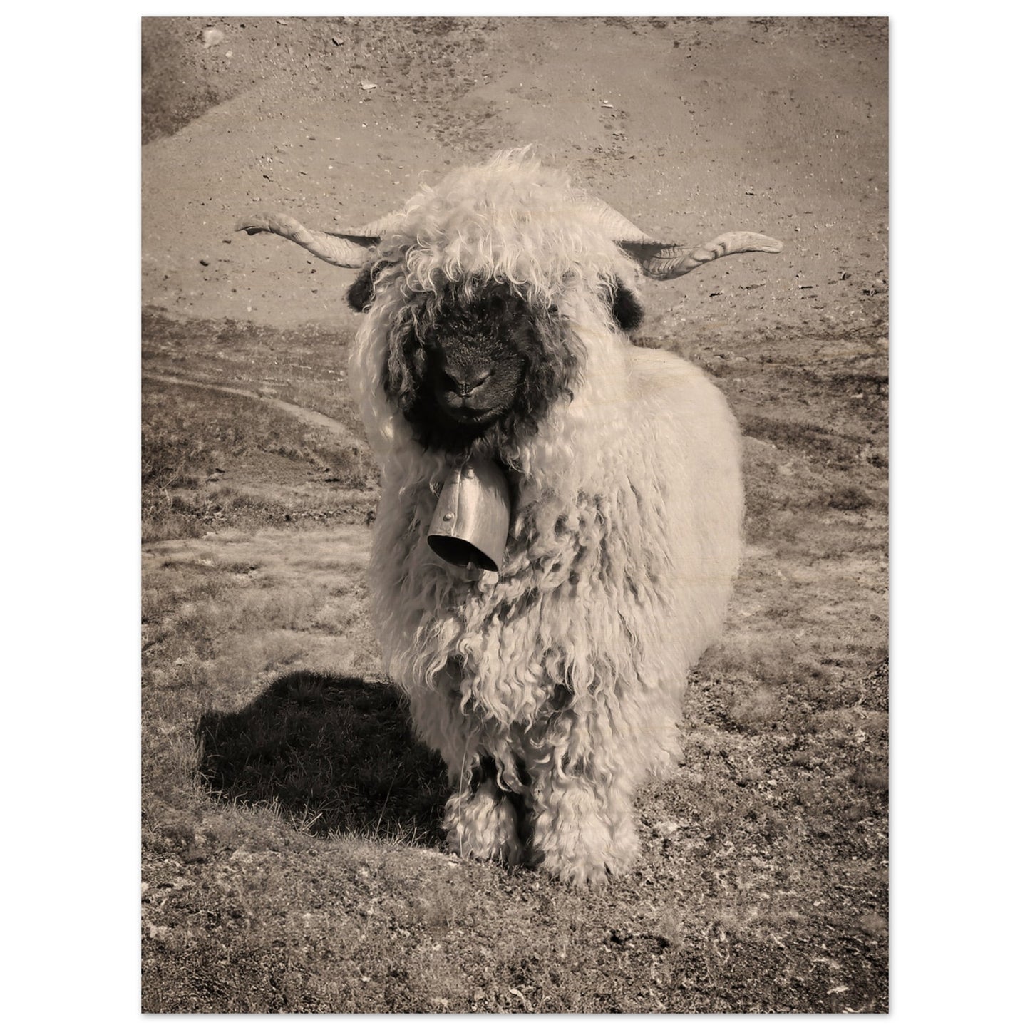 42e6b5aa-6c9d-479c-9ea1-cc4463fe502a