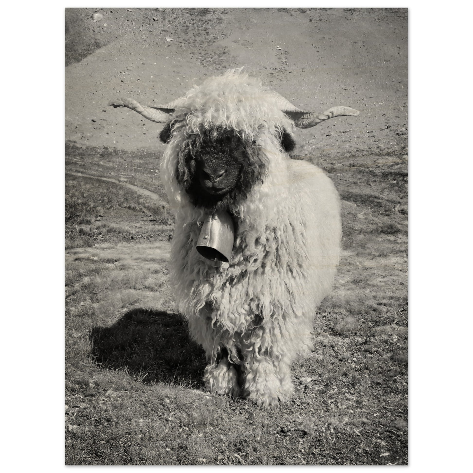 c9b2164c-8cd8-4bdc-9cda-5a950d715ad6